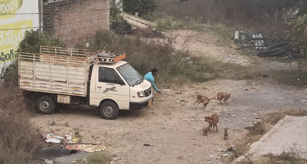 వీధి కుక్కల పట్టివేత