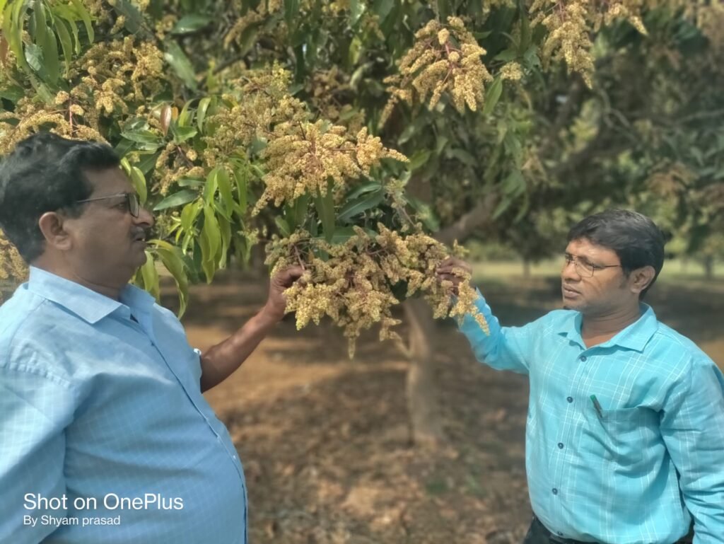 మామిడి తోటలు సందర్శించిన జిల్లా ఉద్యాన అధికారి.