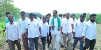 అకాల వర్షాలకు దెబ్బతిన్న మొక్కజొన్న పంటల పరిశీలన.