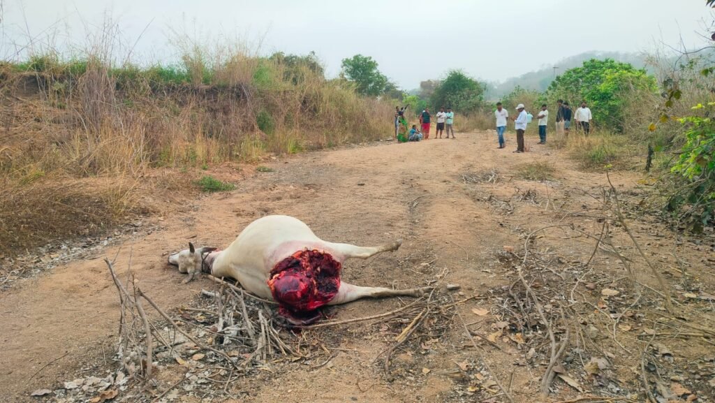 కొడిమ్యాల మండలంలో పెద్దపులి సంచారం… మరో ఆవు బలి