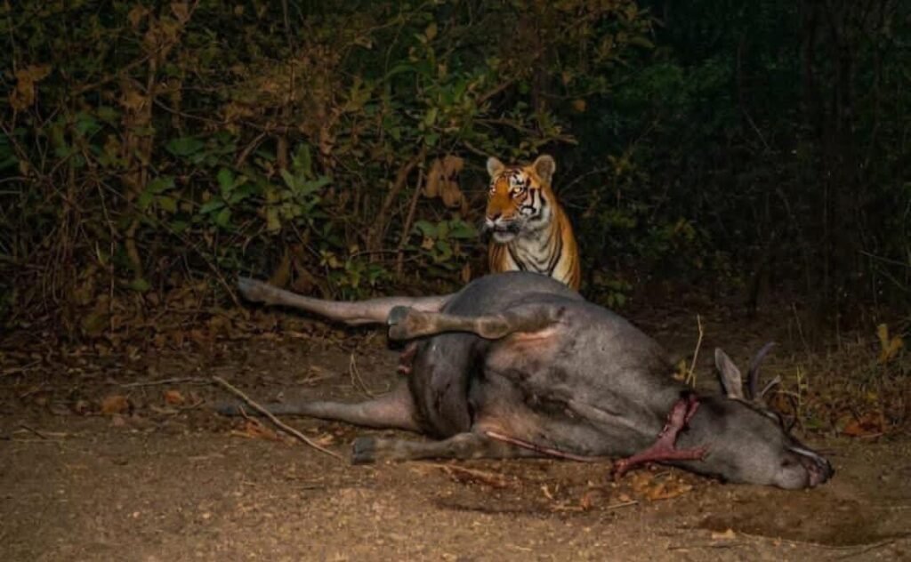 సూరంపేటలో వీడని పులి భయం.