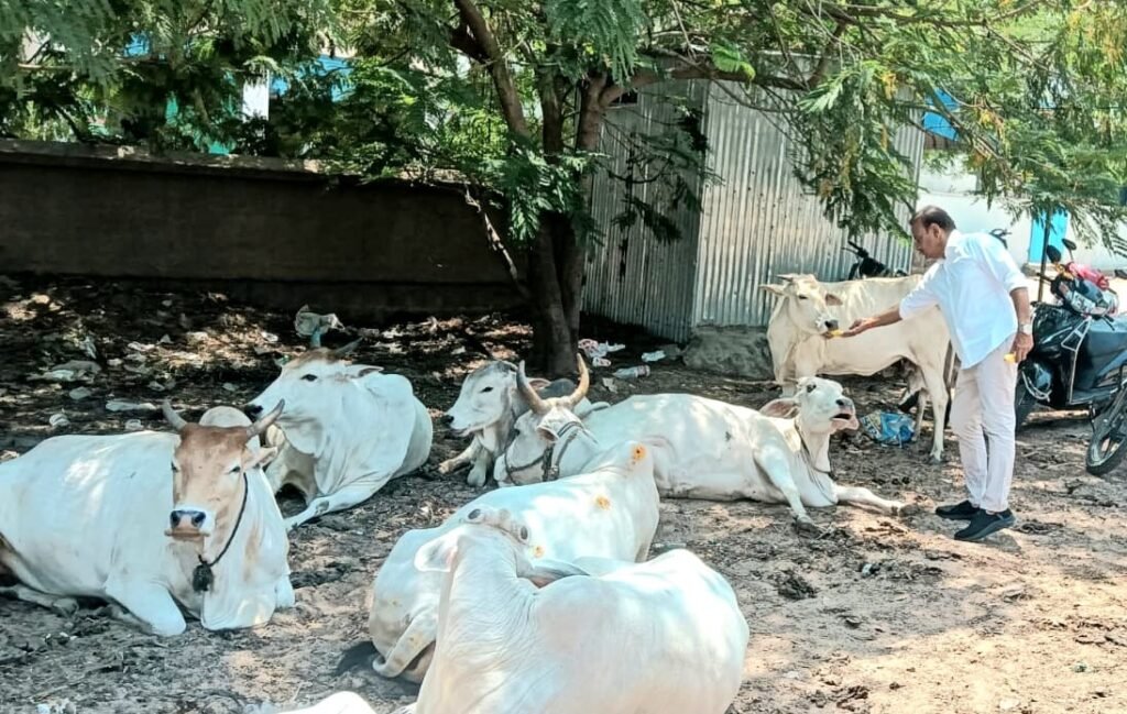 గోమాత సేవలో నిత్యసాయి ట్రస్ట్ వ్యవస్థాపకుడు డాక్టర్ రఘు